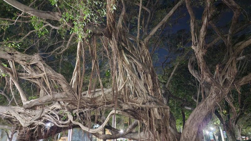 Washington Dog Park & Annex - Miami Beach, FL