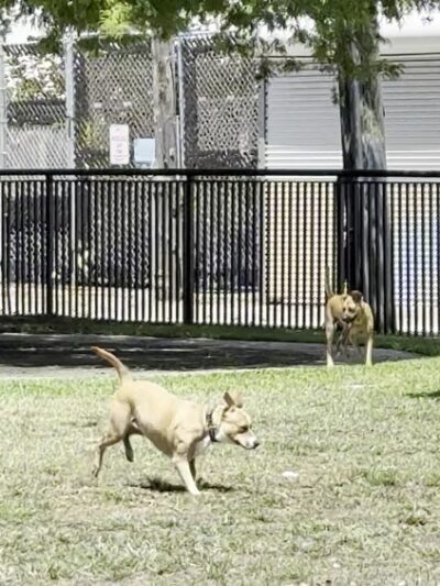 Washington Dog Park & Annex - Miami Beach, FL