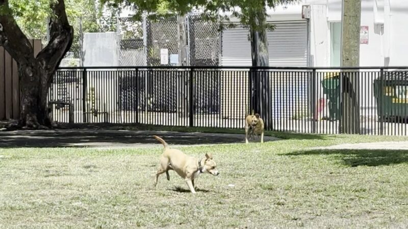 Washington Dog Park & Annex - Miami Beach, FL