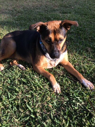 Washington Dog Park & Annex - Miami Beach, FL