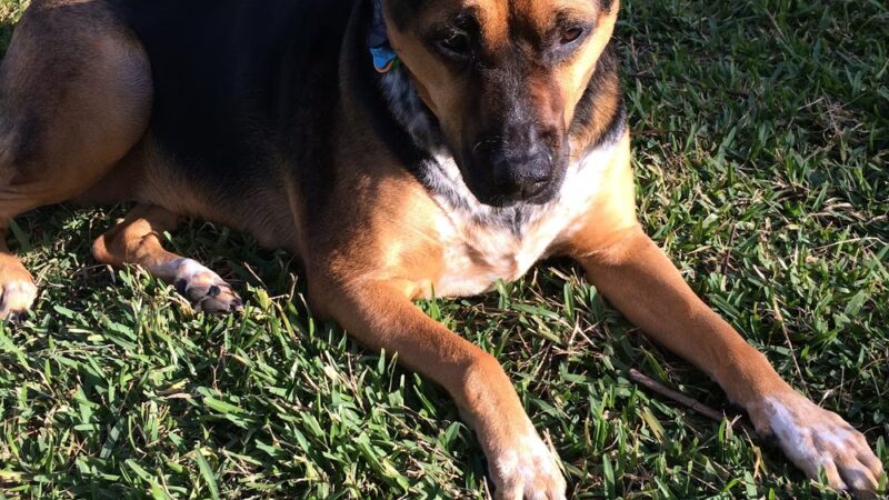 Washington Dog Park & Annex - Miami Beach, FL