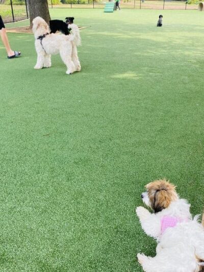 Washington Park - Small Dog Run - Miami Beach, FL