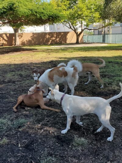 Washington Park - Small Dog Run - Miami Beach, FL