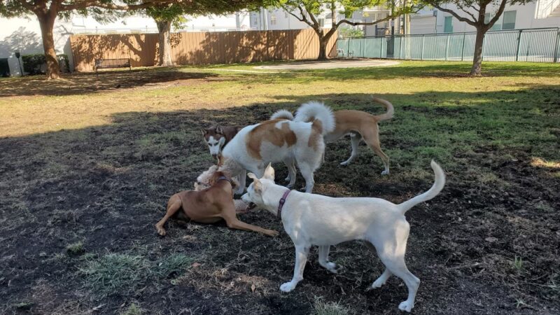 Washington Park - Small Dog Run - Miami Beach, FL
