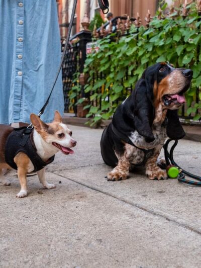 Washington Park - Small Dog Run - Miami Beach, FL