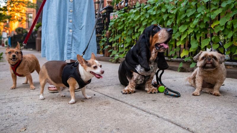 Washington Park - Small Dog Run - Miami Beach, FL