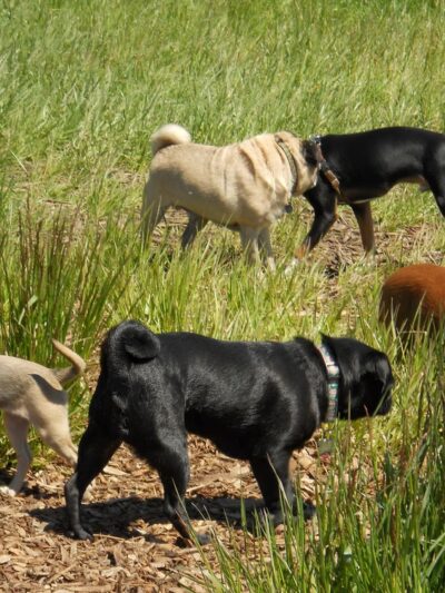 Washington Park - Small Dog Run - Miami Beach, FL
