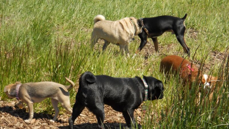 Washington Park - Small Dog Run - Miami Beach, FL