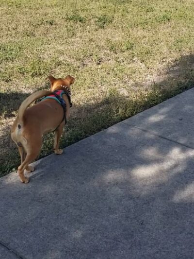 Bark Park - Miami, FL