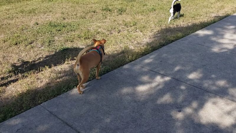 Bark Park - Miami, FL