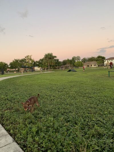 Bark Park - Miami, FL