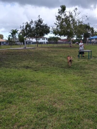 Bark Park - Miami, FL