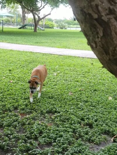 Bark Park Dog Park - Miami, FL