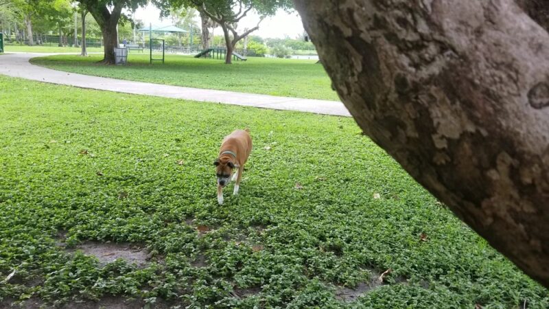 Bark Park Dog Park - Miami, FL