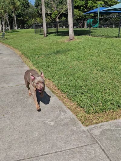 Bark Park Dog Park - Miami, FL