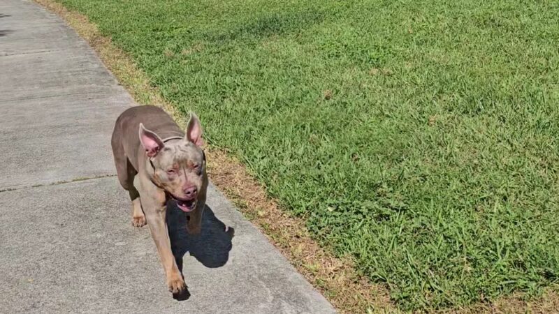 Bark Park Dog Park - Miami, FL