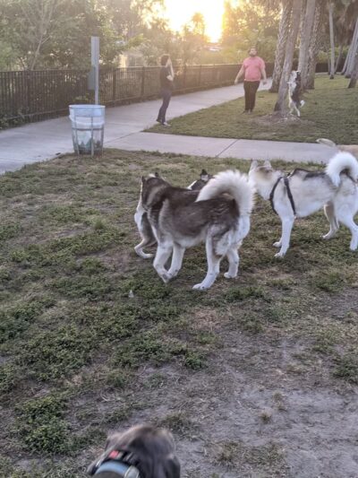 Bark Park Dog Park - Miami, FL