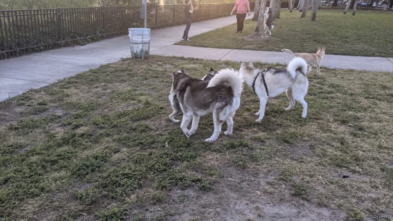 Bark Park Dog Park - Miami, FL