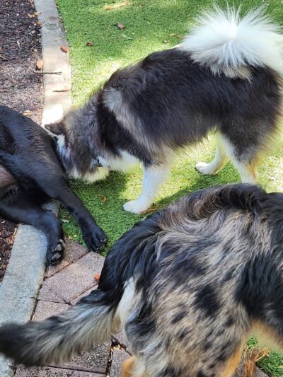 Dog Park - Miami, FL