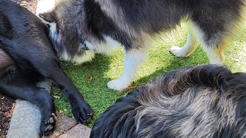 Dog Park - Miami, FL