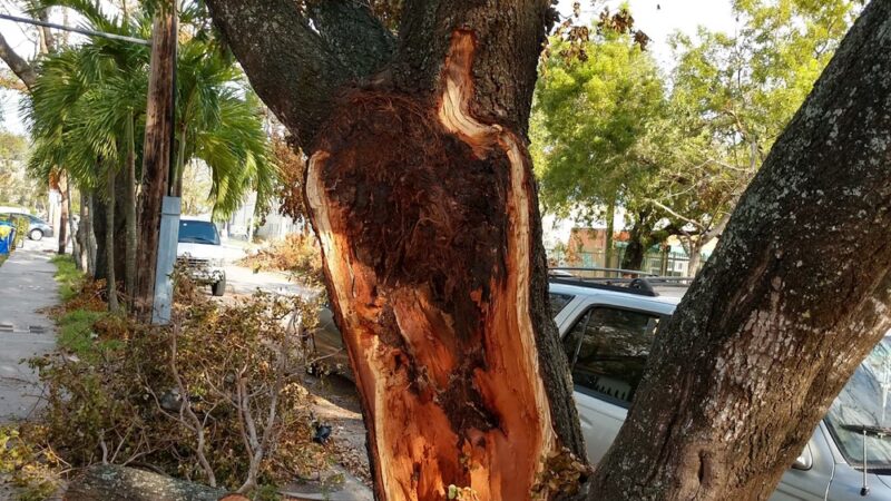 Lemon City Park - Miami, FL