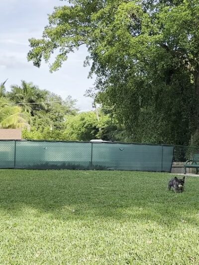 Quayside Doggie Park - Miami, FL