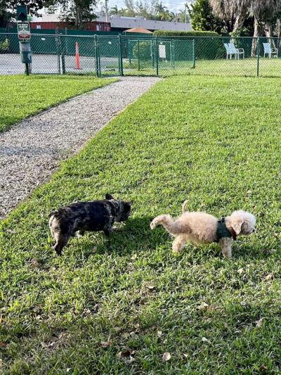 Quayside Doggie Park - Miami, FL