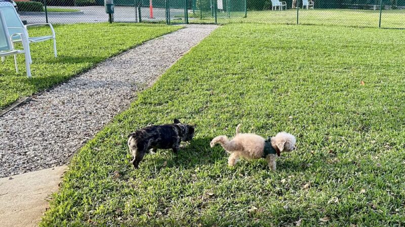 Quayside Doggie Park - Miami, FL