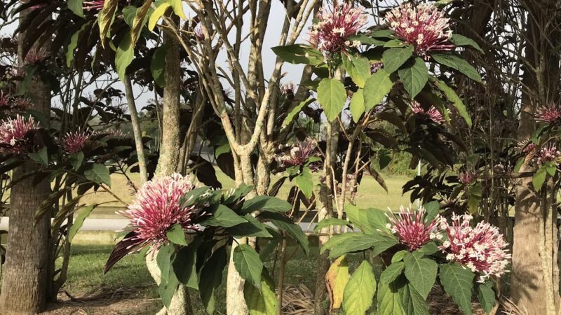 Rockdale Park - Miami, FL