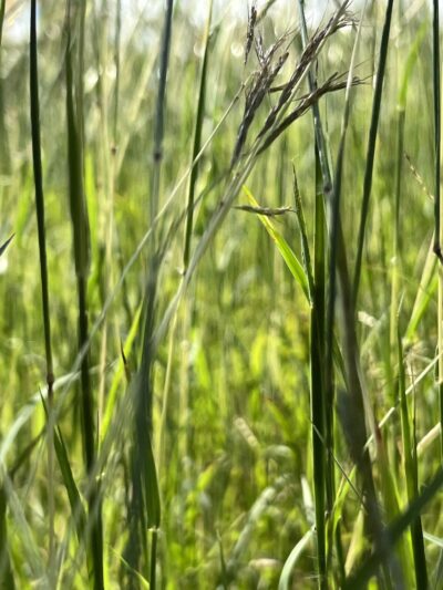 Rockdale Park - Miami, FL