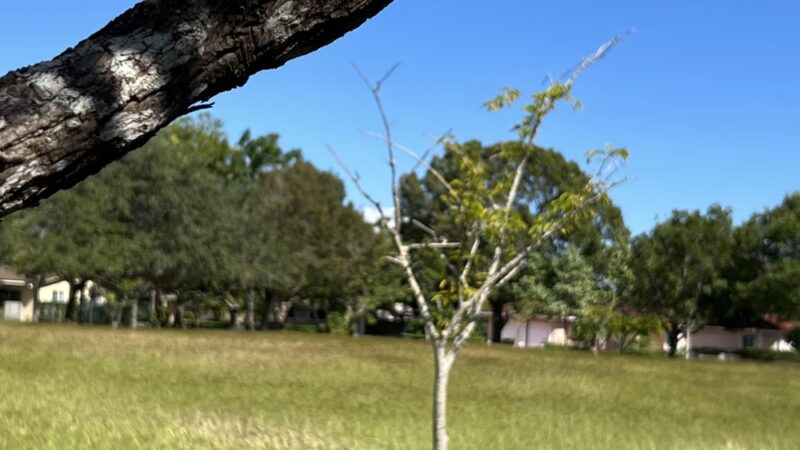 Rockdale Park - Miami, FL