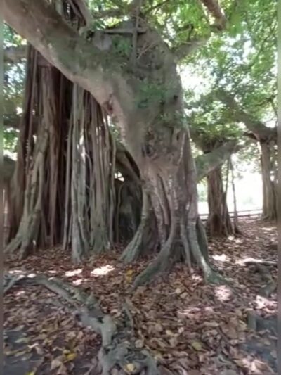 San Jacinto Park - Miami, FL