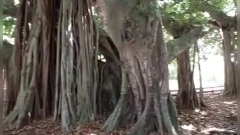 San Jacinto Park - Miami, FL