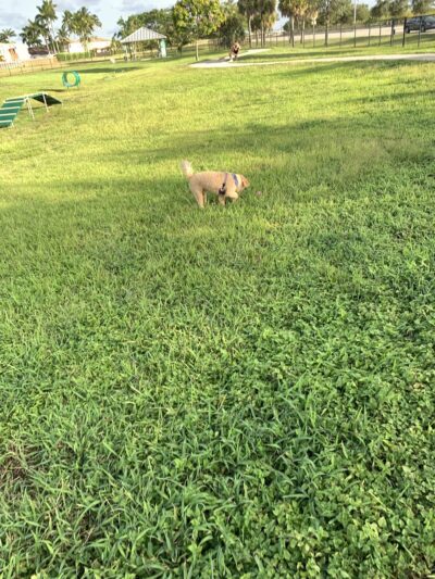 West Kendall District Park - Miami, FL