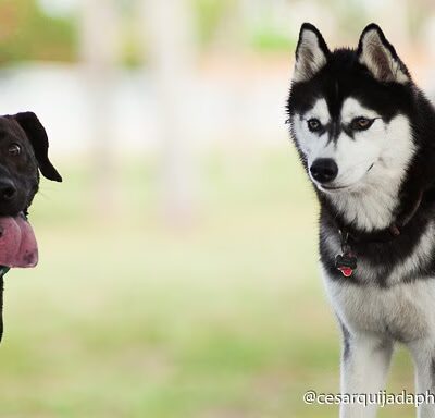 West Kendall District Park - Miami, FL