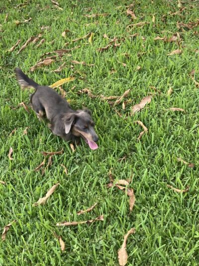 West Kendall District Park - Miami, FL