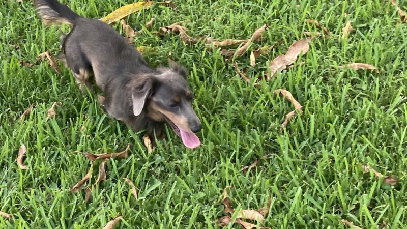 West Kendall District Park - Miami, FL