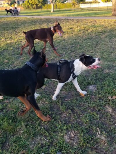 West Kendall District Park - Miami, FL