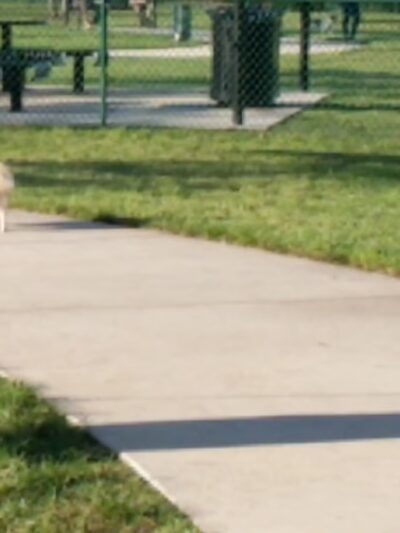 K-9 Cove - Miami Lakes, FL