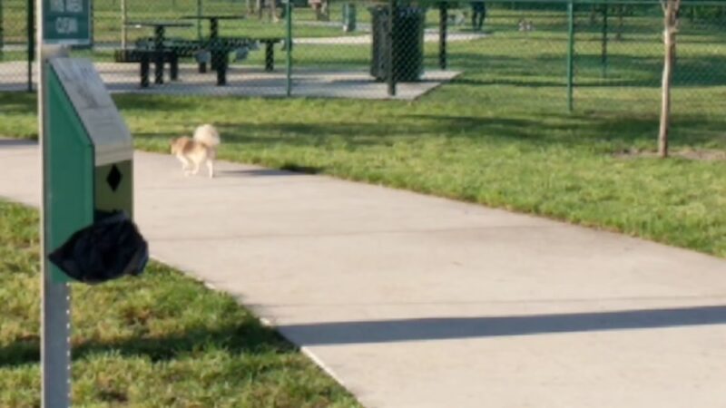 K-9 Cove - Miami Lakes, FL