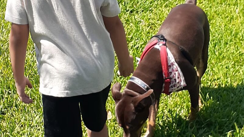 K-9 Cove - Miami Lakes, FL