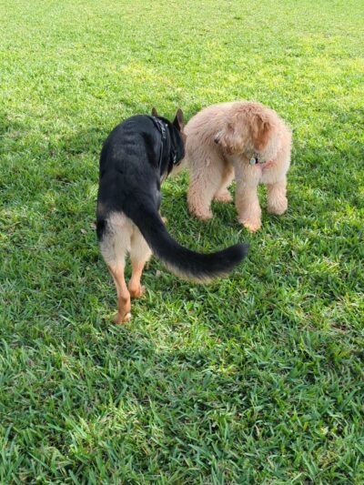 K-9 Cove - Miami Lakes, FL