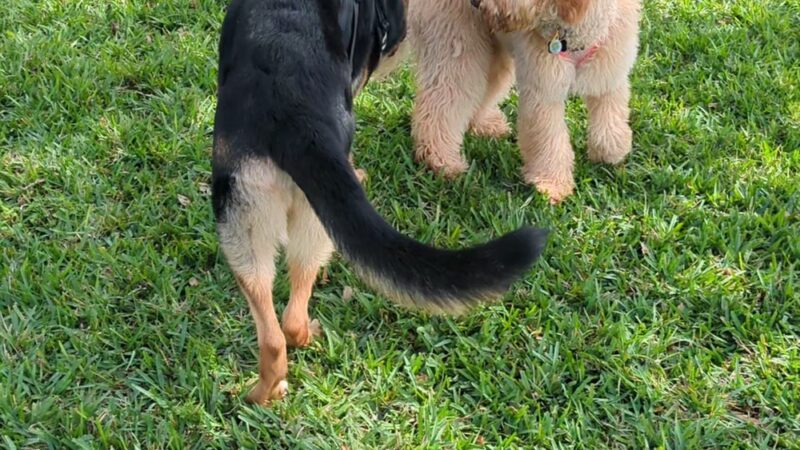 K-9 Cove - Miami Lakes, FL