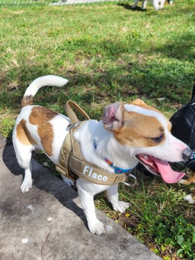 K-9 Cove - Miami Lakes, FL