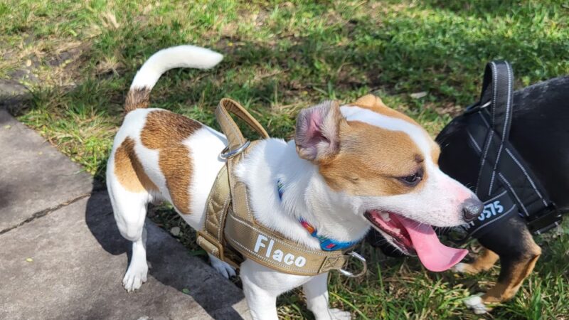 K-9 Cove - Miami Lakes, FL