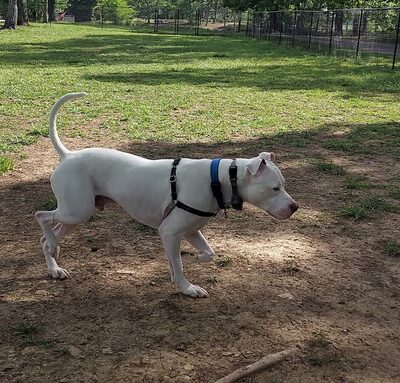 Harrison Bay State Park Dog Park - Middle Valley, TN