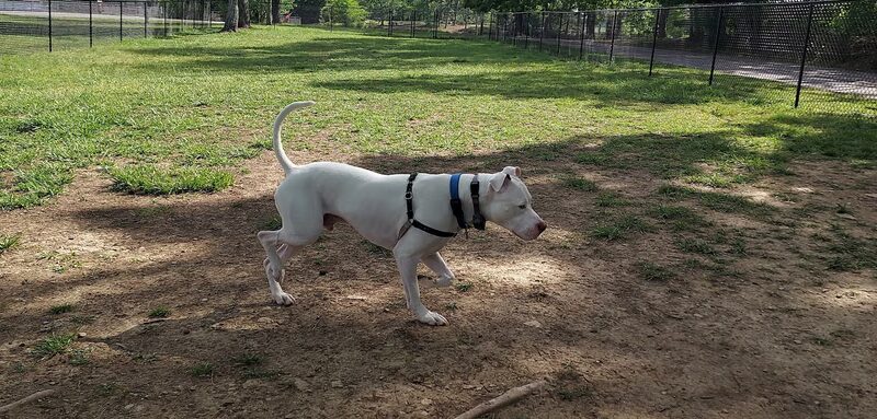 Harrison Bay State Park Dog Park - Middle Valley, TN