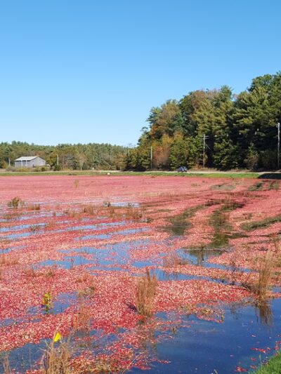 Between the Lakes - Middleborough, MA
