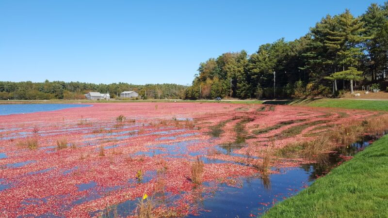 Between the Lakes - Middleborough, MA
