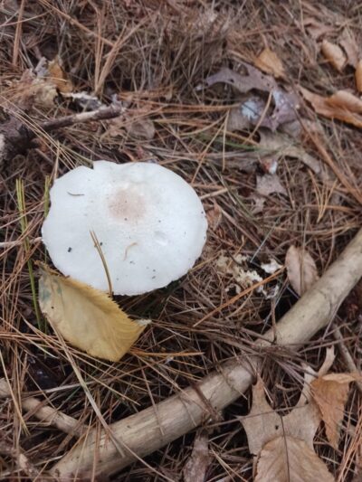 Frederick Weston Memorial Park - Middleborough, MA